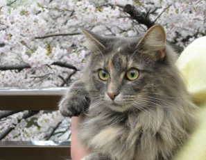 Картинка животные коты cat