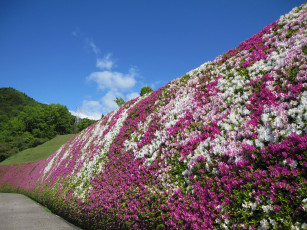 Картинка цветы рододендроны азалии Япония