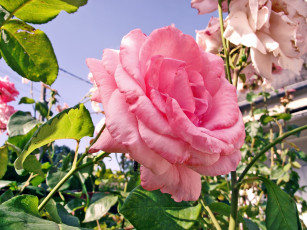 Картинка цветы розы розовый