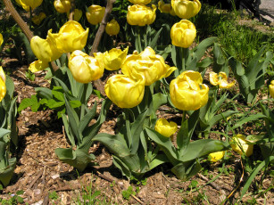 Картинка цветы тюльпаны