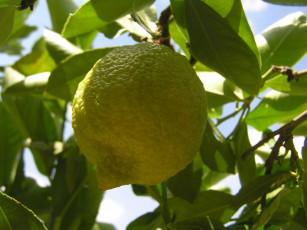 Картинка природа плоды лимоны