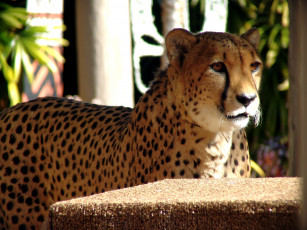 Картинка животные гепарды хищник