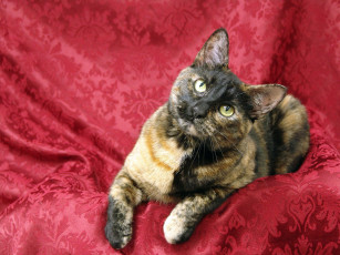 Картинка животные коты взгляд