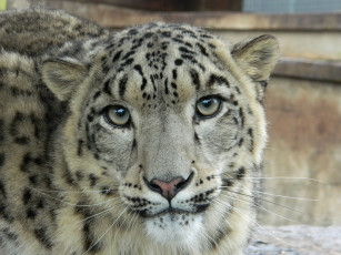 Картинка животные снежный барс ирбис мордочка взгляд