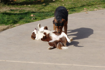 Картинка животные собаки бордер-колли