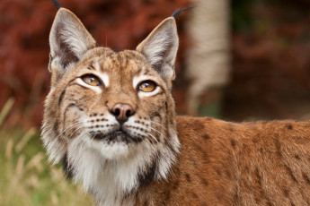 Картинка животные рыси серёжки взгляд морда рысь