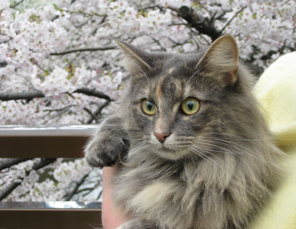 Обои картинки фото животные, коты, cat