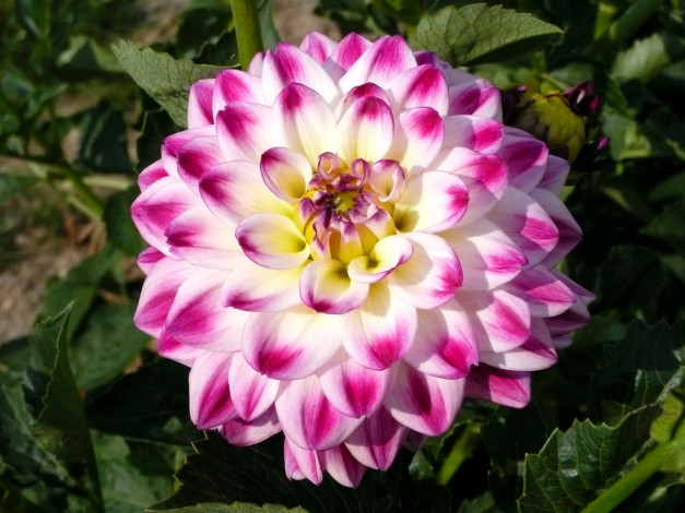 Обои картинки фото цветы, георгины