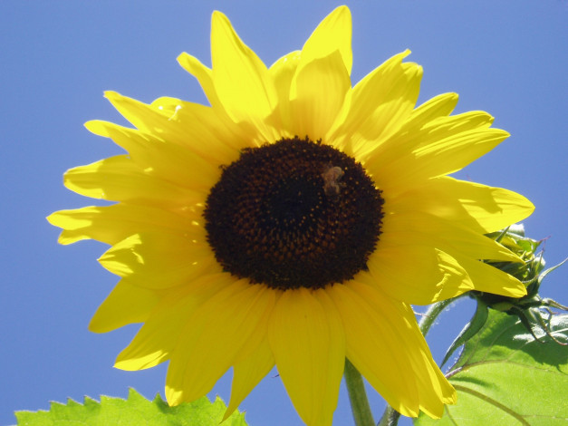 Обои картинки фото цветы, подсолнухи, желтый