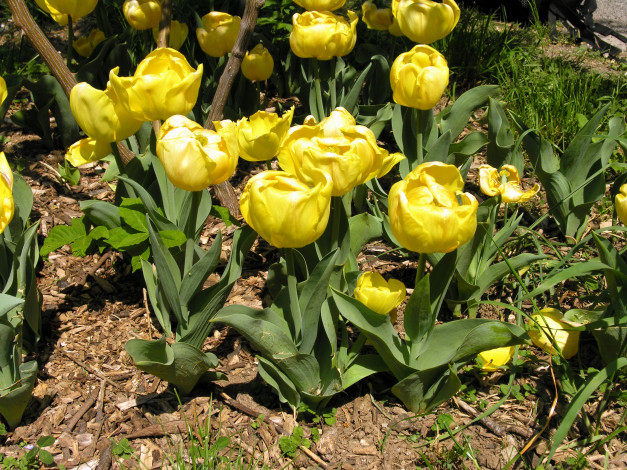 Обои картинки фото цветы, тюльпаны