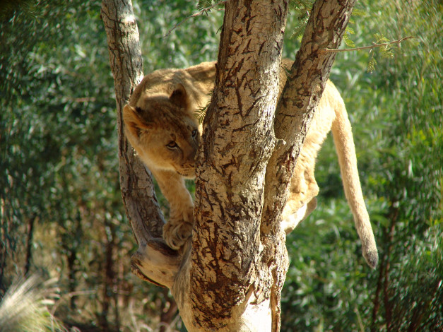 Обои картинки фото животные, львы, львёнок, дерево