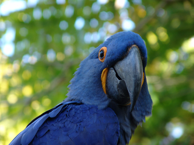 Обои картинки фото животные, попугаи, ара