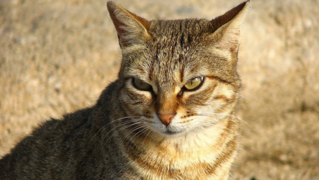 Обои картинки фото животные, коты, кот