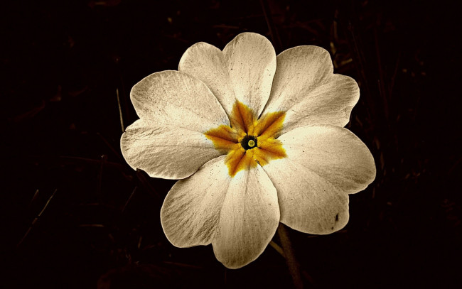 Обои картинки фото цветы, примулы, лепестки