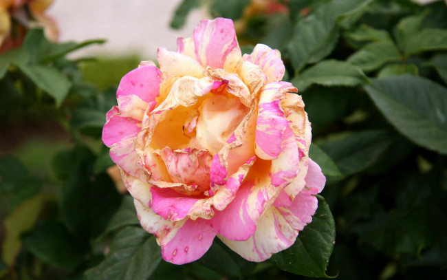 Обои картинки фото цветы, розы, роза