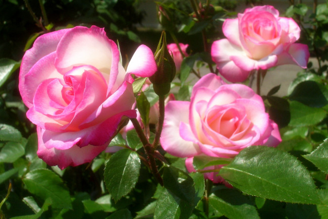 Обои картинки фото цветы, розы