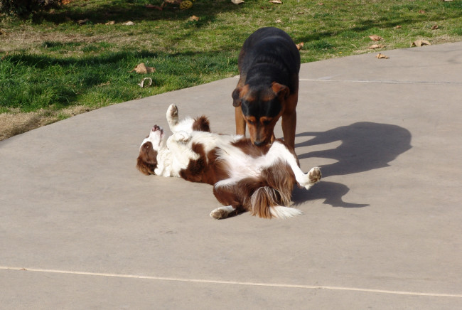 Обои картинки фото животные, собаки, бордер-колли