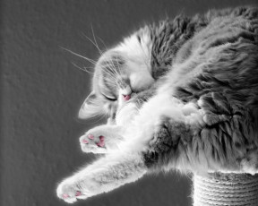 Картинка животные коты сон спящий котэ