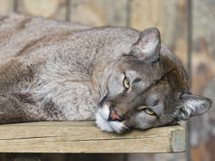 Картинка животные пумы львица