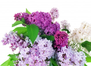 Картинка цветы сирень