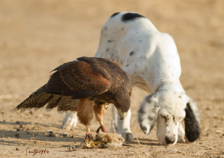 Картинка животные разные вместе охотники друзья сокол собака птица-хищник