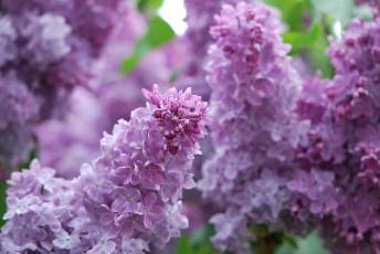 Картинка цветы сирень куст весна