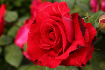 Картинка цветы розы красный макро