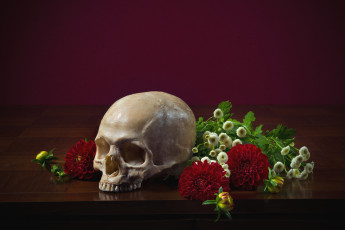 Картинка разное кости рентген георгины череп