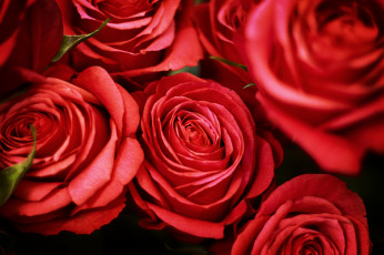 Картинка цветы розы красный