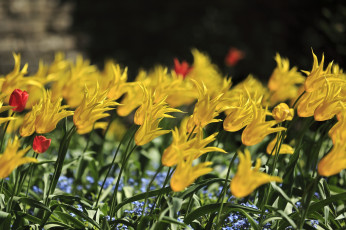 Картинка цветы тюльпаны желтый много