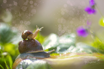 Картинка животные улитки рожки