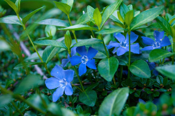 Картинка цветы барвинок голубой