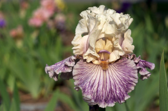 Картинка цветы ирисы красивый лепестки