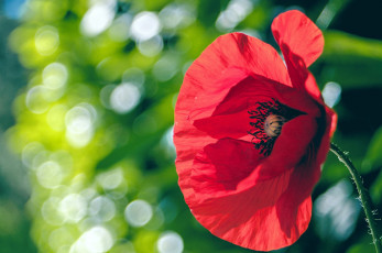 Картинка цветы маки красный