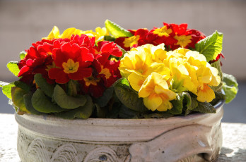 Картинка цветы примулы желтый красный