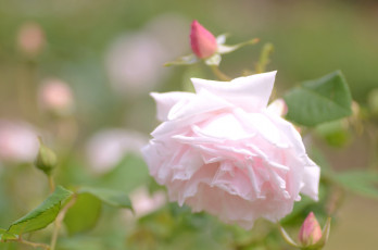 Картинка цветы розы нежность розовый