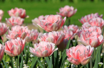 Картинка цветы тюльпаны розовые