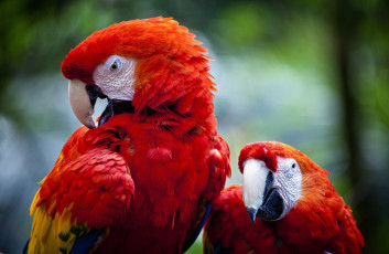 Картинка животные попугаи ара