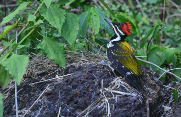 Картинка животные дятлы хохолок