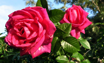 Картинка цветы розы