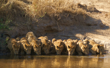 Картинка животные львы водопой львицы