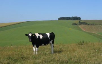 Картинка животные коровы буйволы поле корова