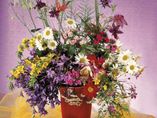 Обои картинки фото цветы, луговые, полевые, букет, ромашки