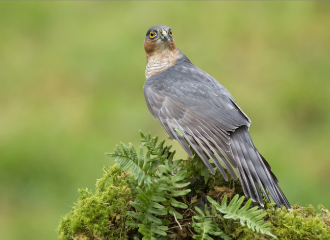 Обои картинки фото животные, птицы, хищники, Ястреб-перепелятник