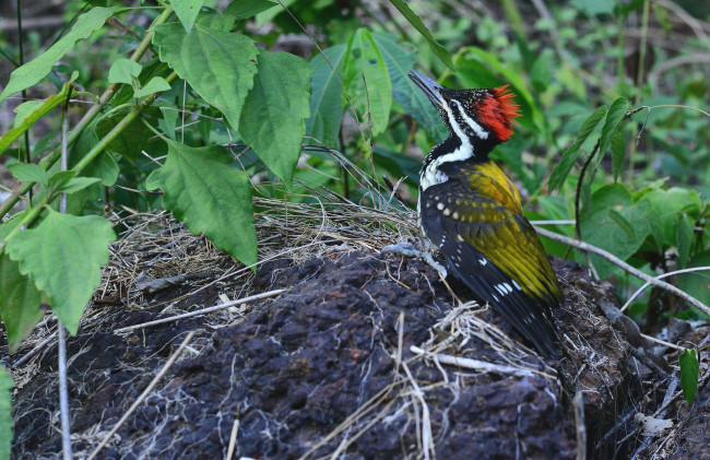 Обои картинки фото животные, дятлы, хохолок