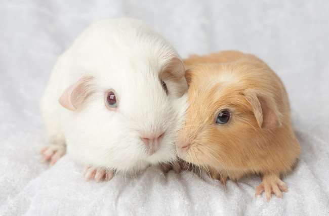 Обои картинки фото животные, морские, свинки, хомяки