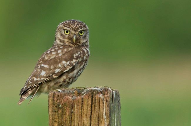 Обои картинки фото животные, совы, взгляд