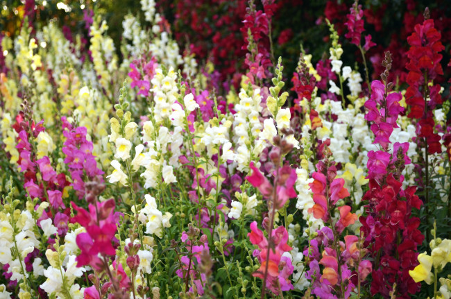 Обои картинки фото цветы, львиный, зев, пестрый