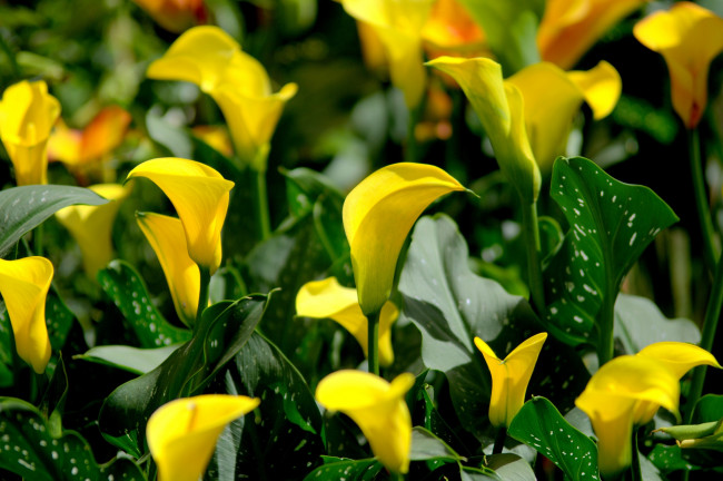 Обои картинки фото цветы, каллы, желтый