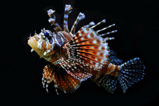 Обои картинки фото животные, рыбы, крыльчатка